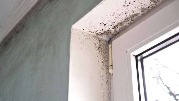 Professional Mold Inspection, Removal & Remediation in South Taft, CA